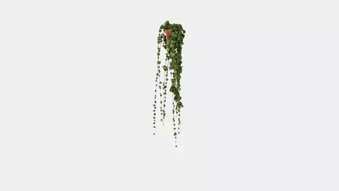 Hedera helix long ranks Low-poly 3D model