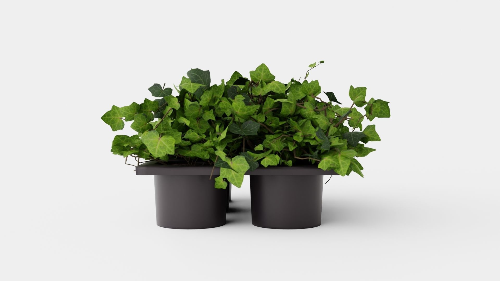 Hedera helix Low-poly 3D model_2