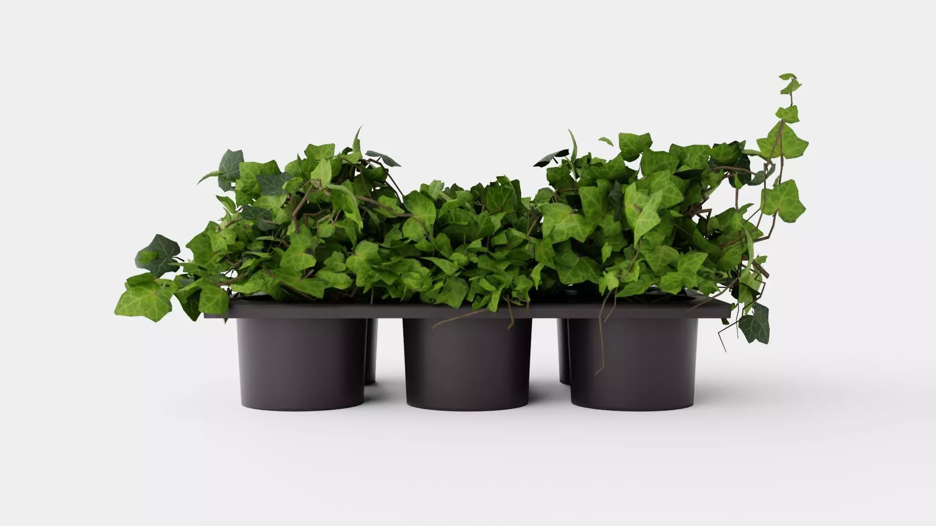 Hedera helix Low-poly 3D model_0