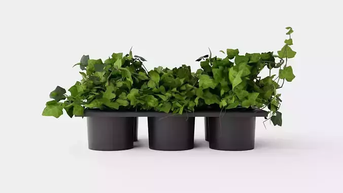Hedera helix Low-poly 3D model