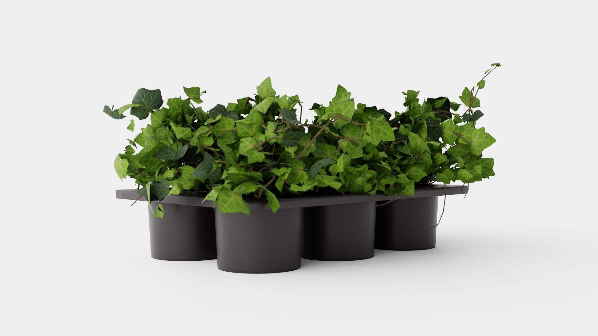 Hedera helix Low-poly 3D model_1