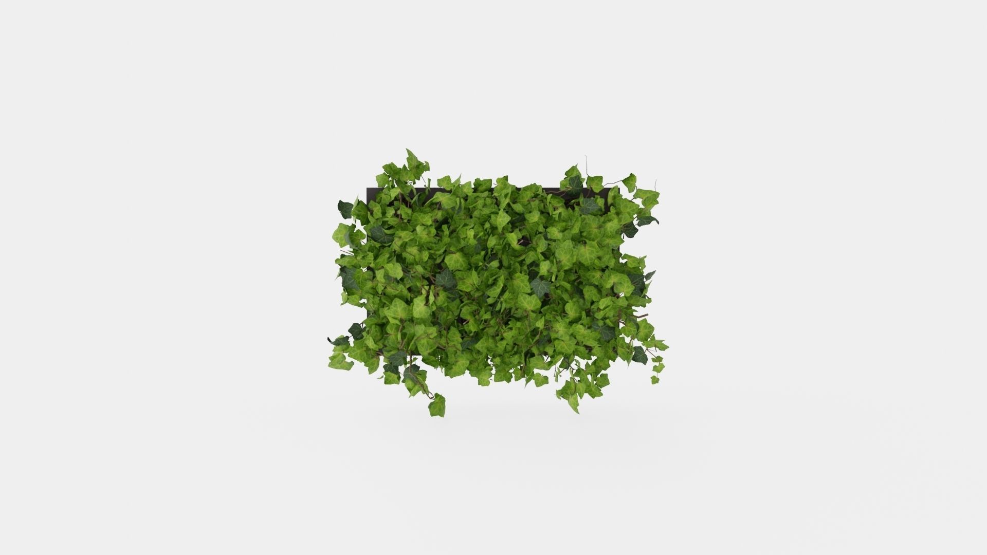Hedera helix Low-poly 3D model_5