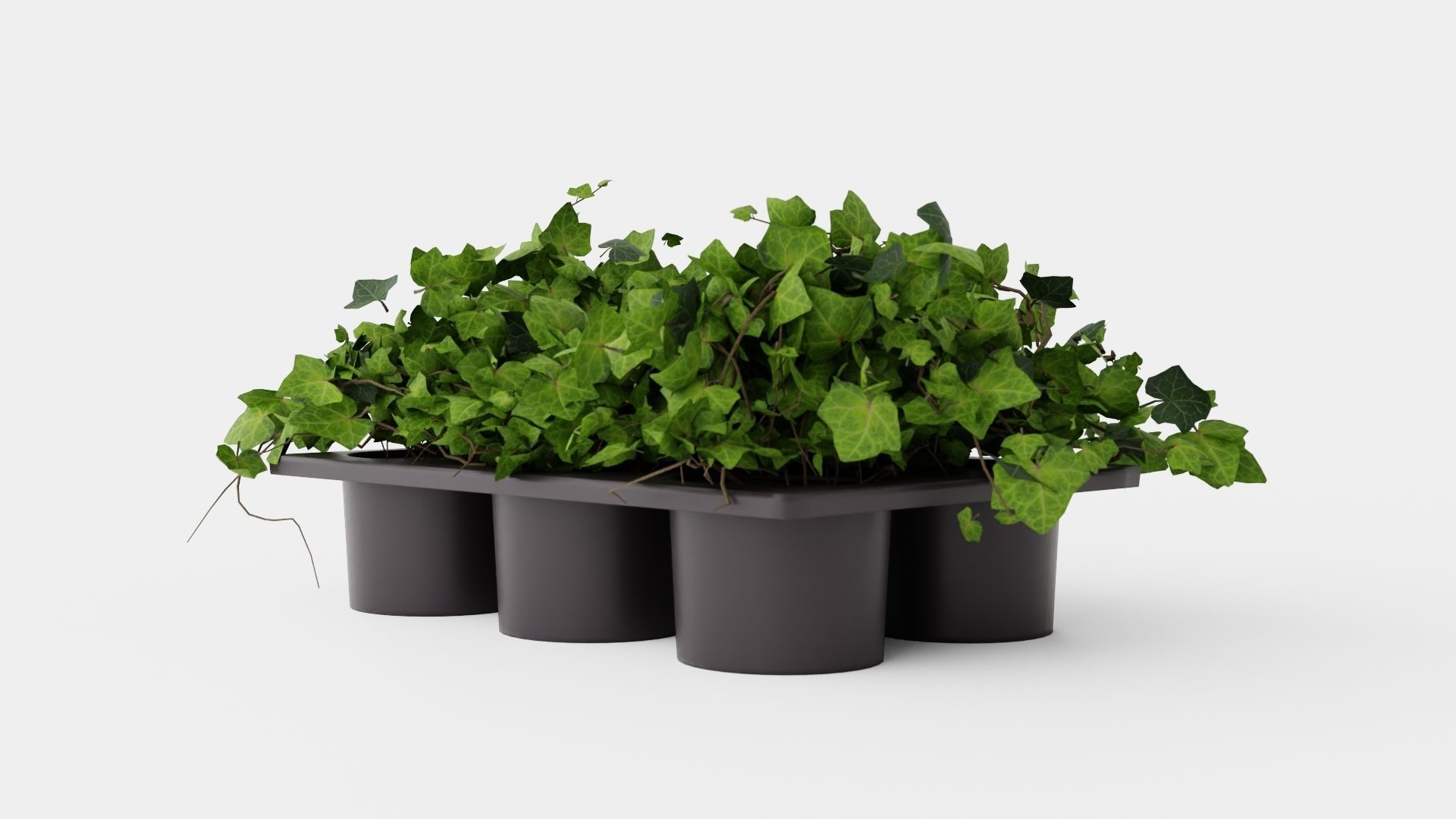 Hedera helix Low-poly 3D model_3