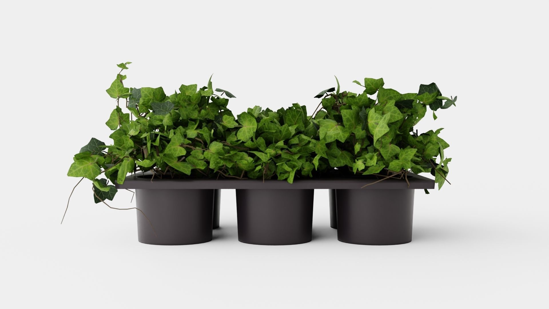 Hedera helix Low-poly 3D model_4