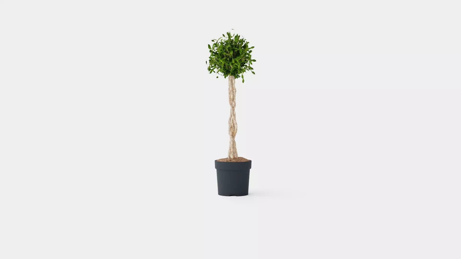 Ficus Nitida braided stem Low-poly 3D model_0