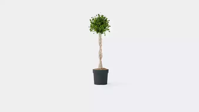 Ficus Nitida braided stem Low-poly 3D model