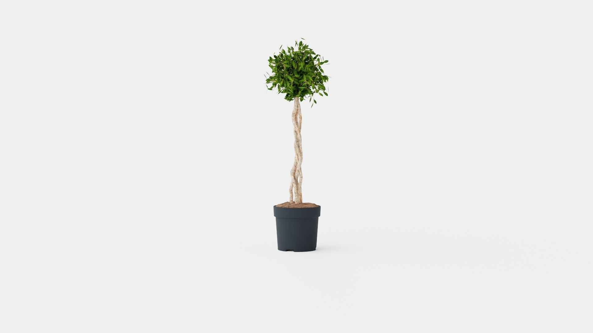 Ficus Nitida braided stem Low-poly 3D model_2