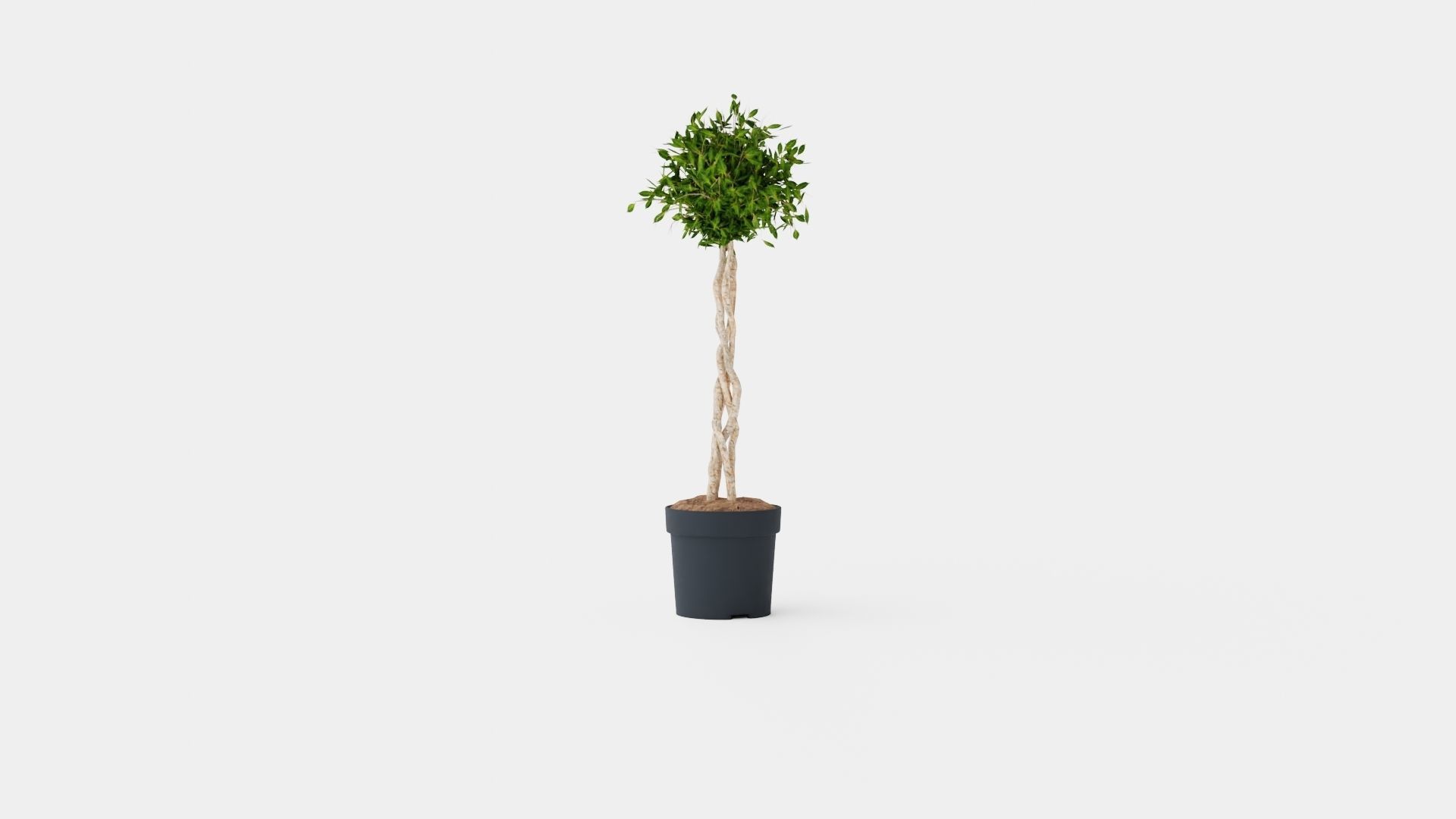 Ficus Nitida braided stem Low-poly 3D model_3
