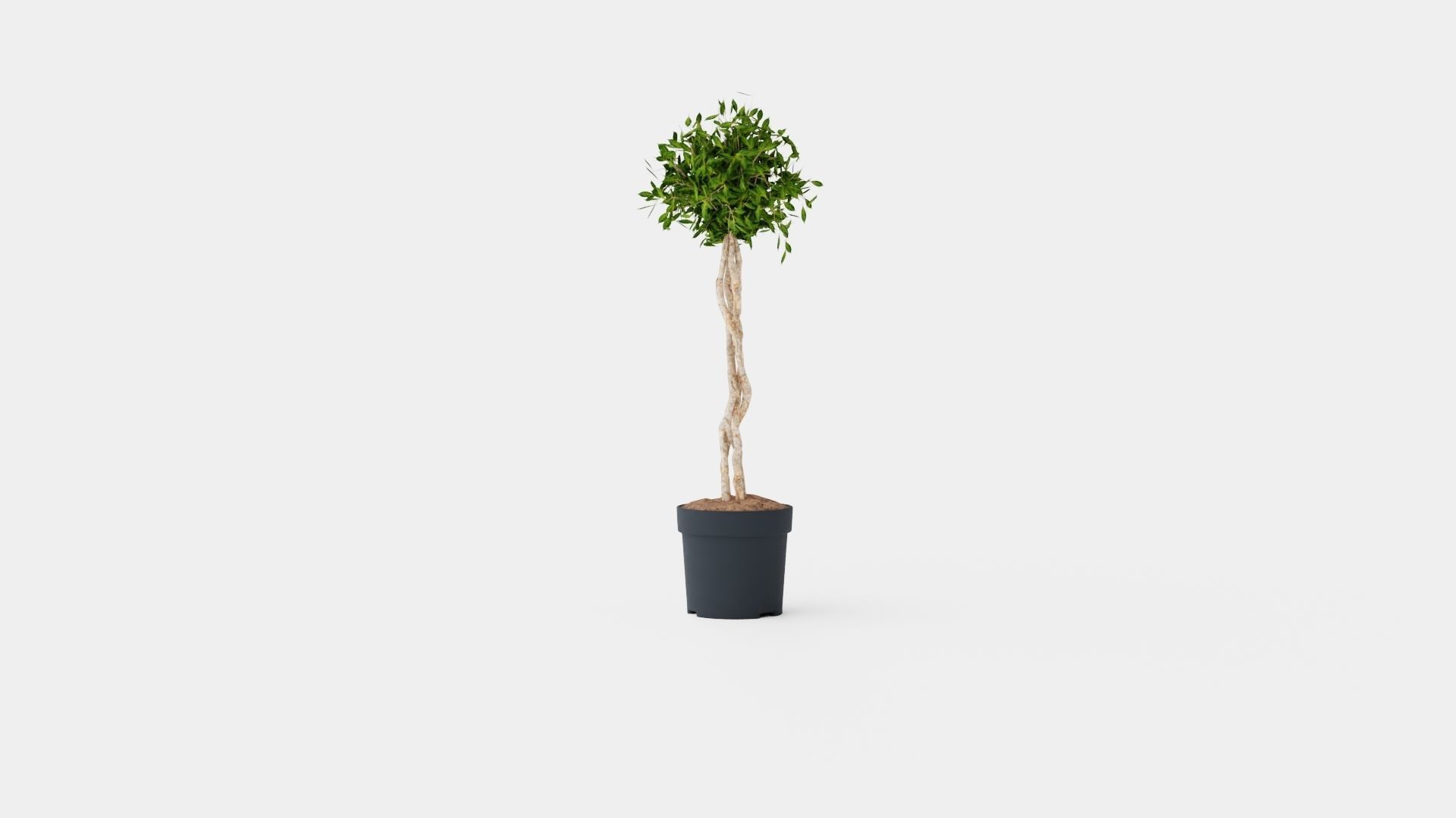 Ficus Nitida braided stem Low-poly 3D model_1
