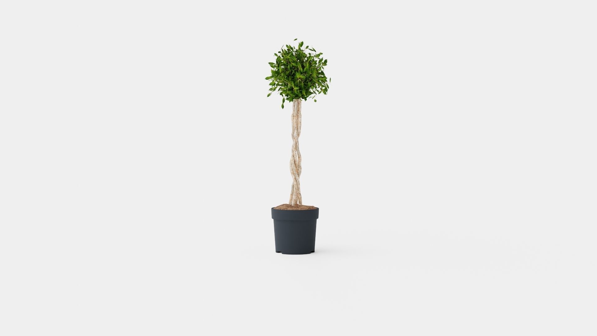 Ficus Nitida braided stem Low-poly 3D model_4