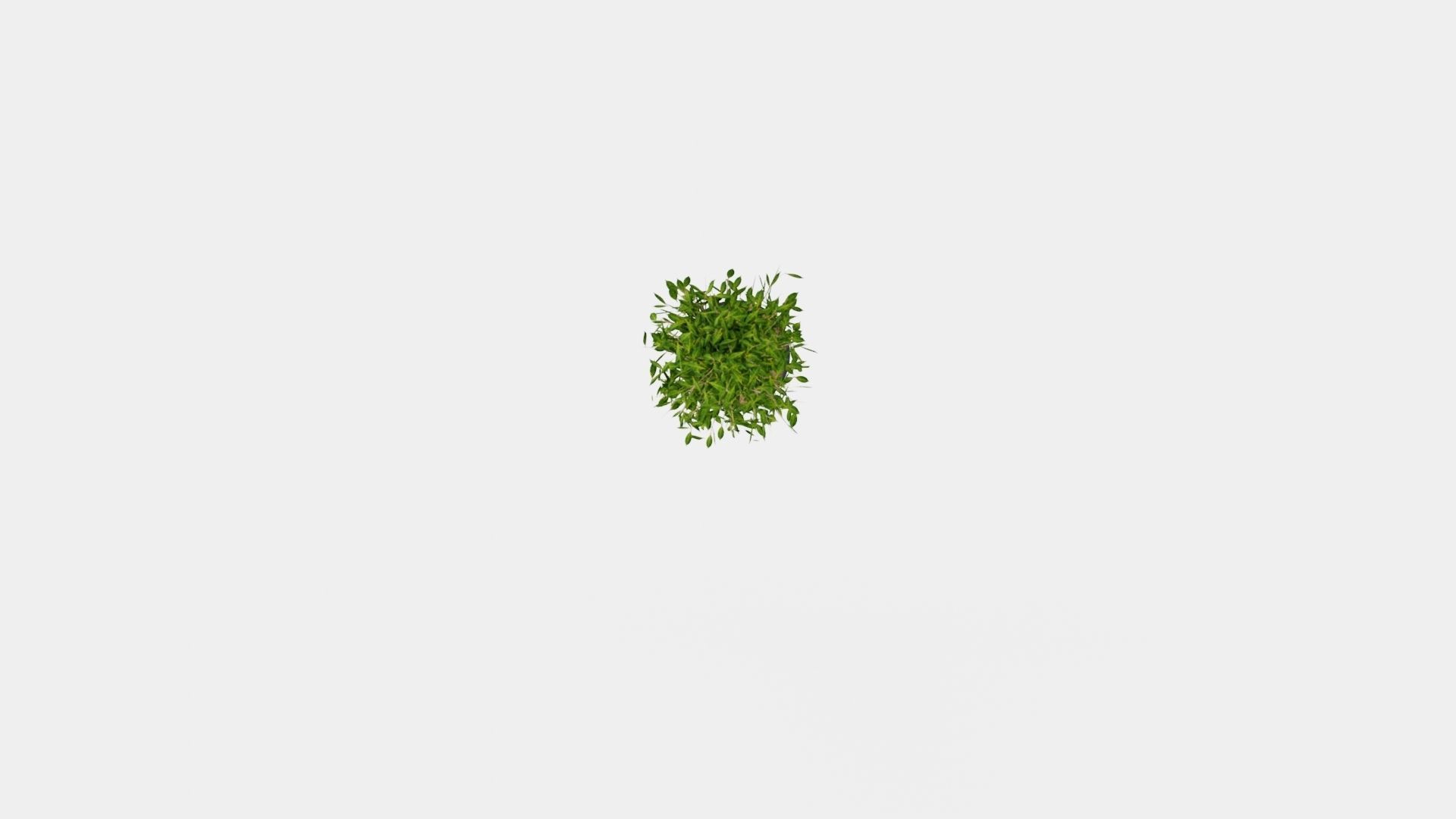 Ficus Nitida braided stem Low-poly 3D model_5