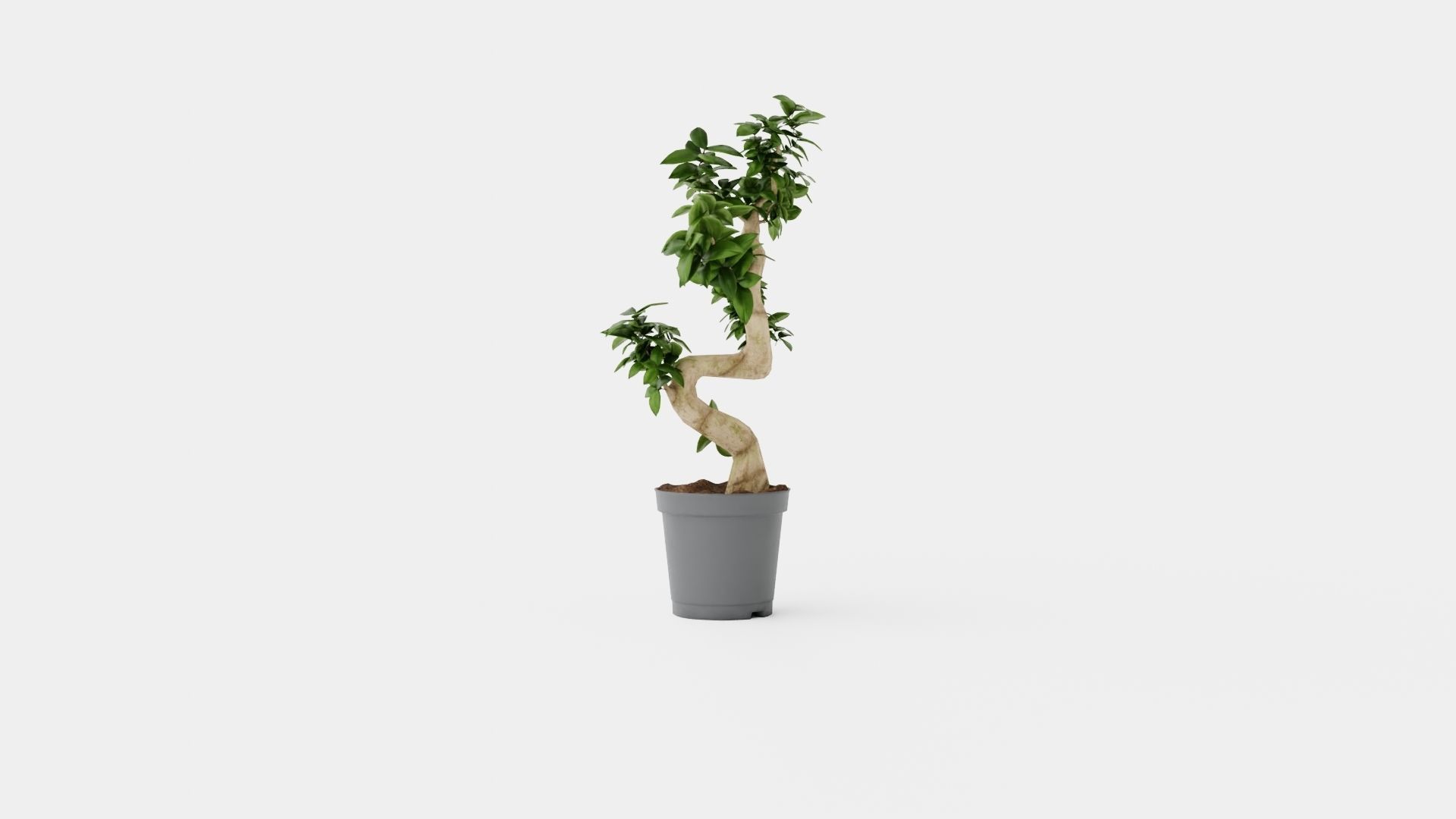 Ficus Microcarpa Ginseng Low-poly 3D model_1