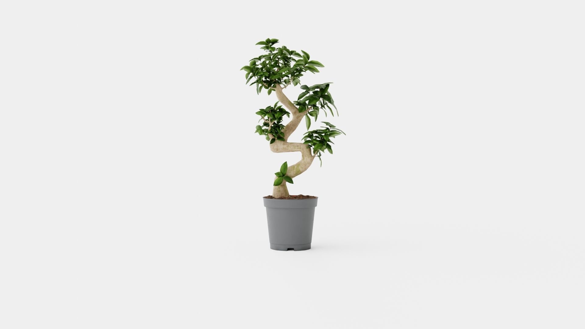Ficus Microcarpa Ginseng Low-poly 3D model_4
