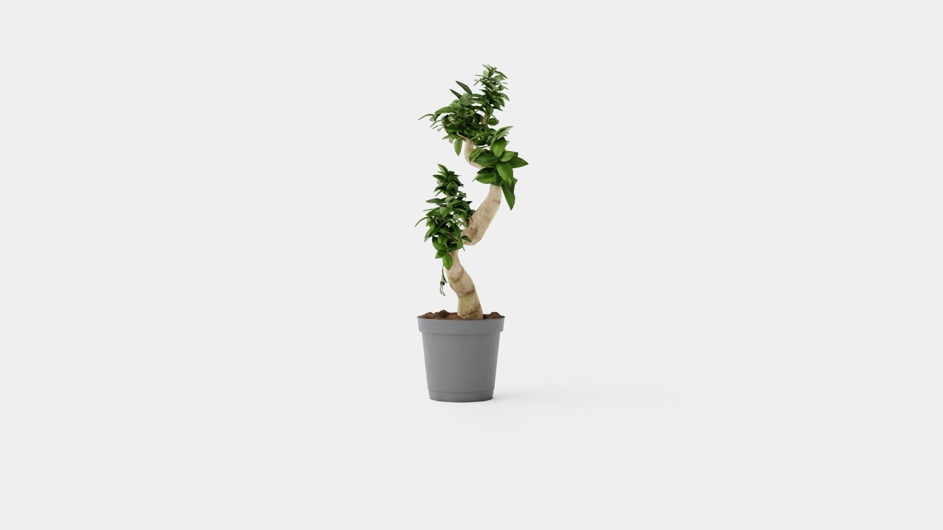 Ficus Microcarpa Ginseng Low-poly 3D model_2