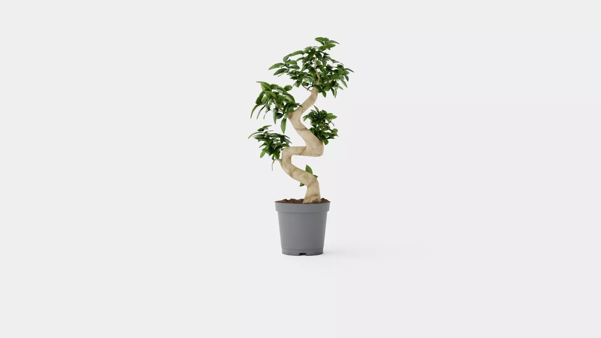 Ficus Microcarpa Ginseng Low-poly 3D model_0
