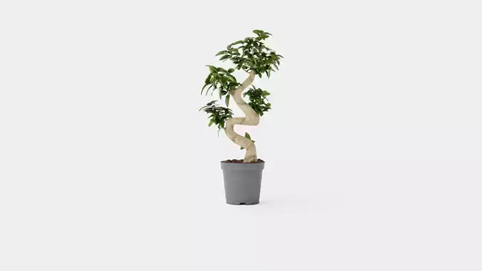 Ficus Microcarpa Ginseng Low-poly 3D model
