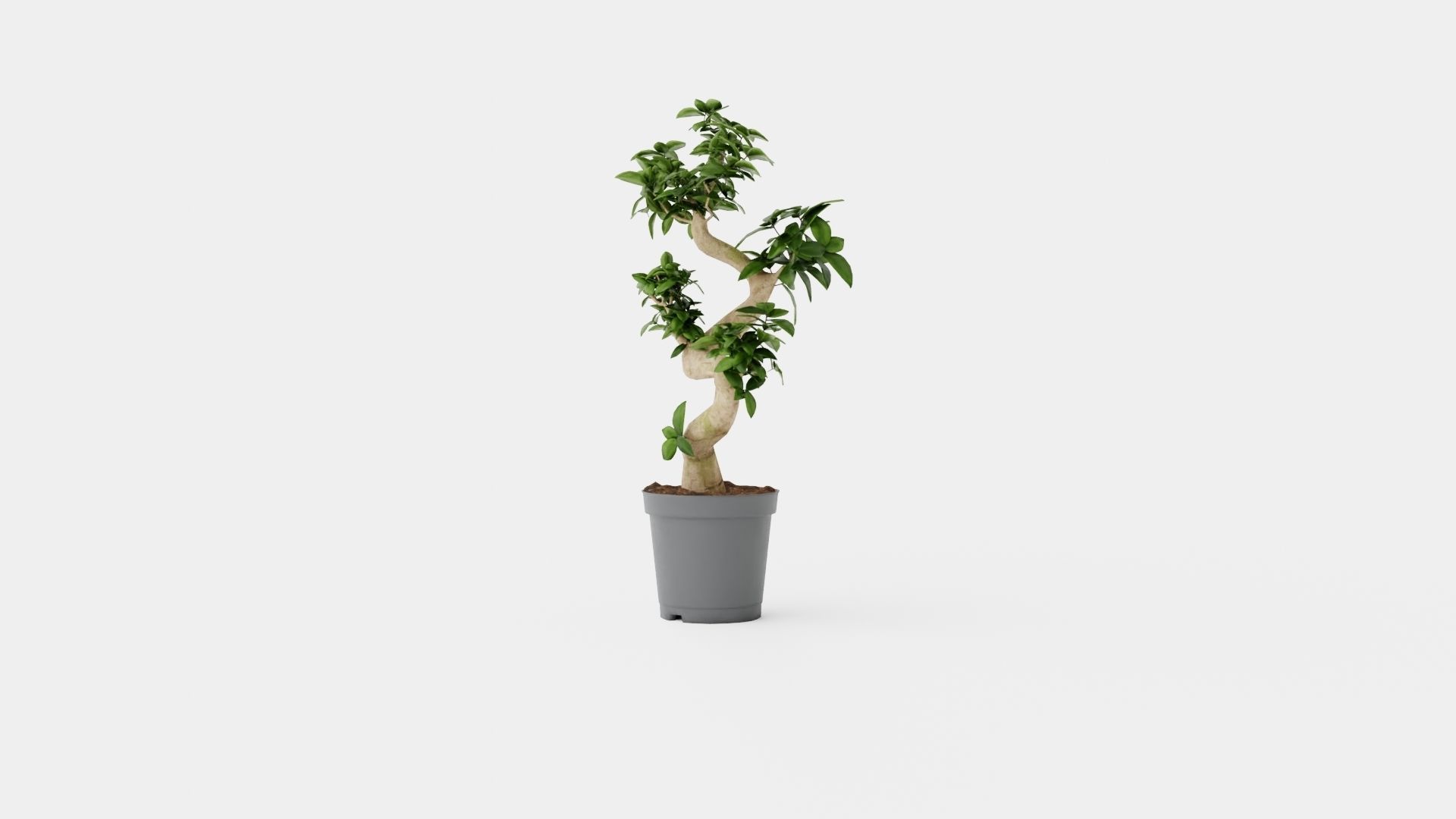 Ficus Microcarpa Ginseng Low-poly 3D model_3