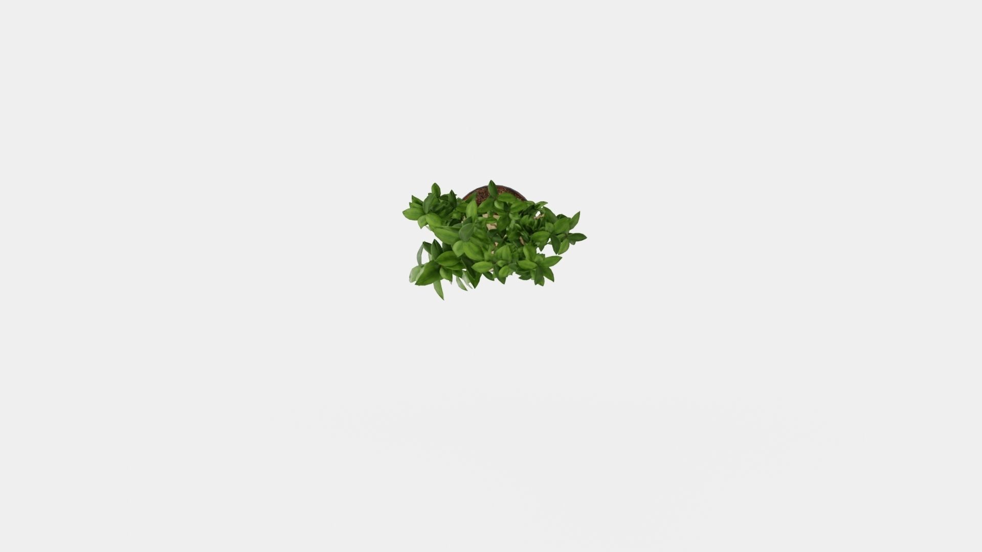 Ficus Microcarpa Ginseng Low-poly 3D model_5