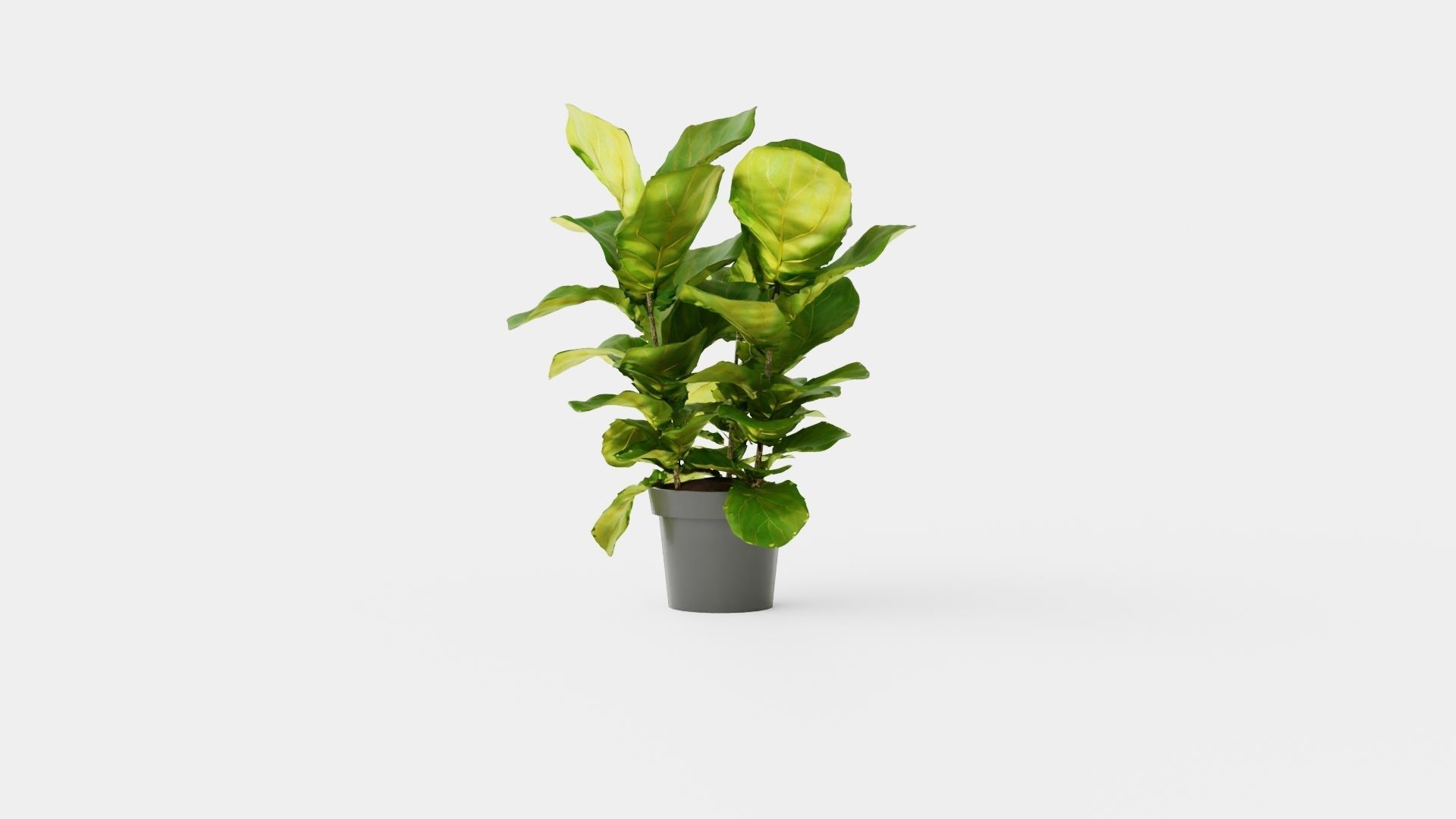 Ficus lyrate Low-poly 3D model_3