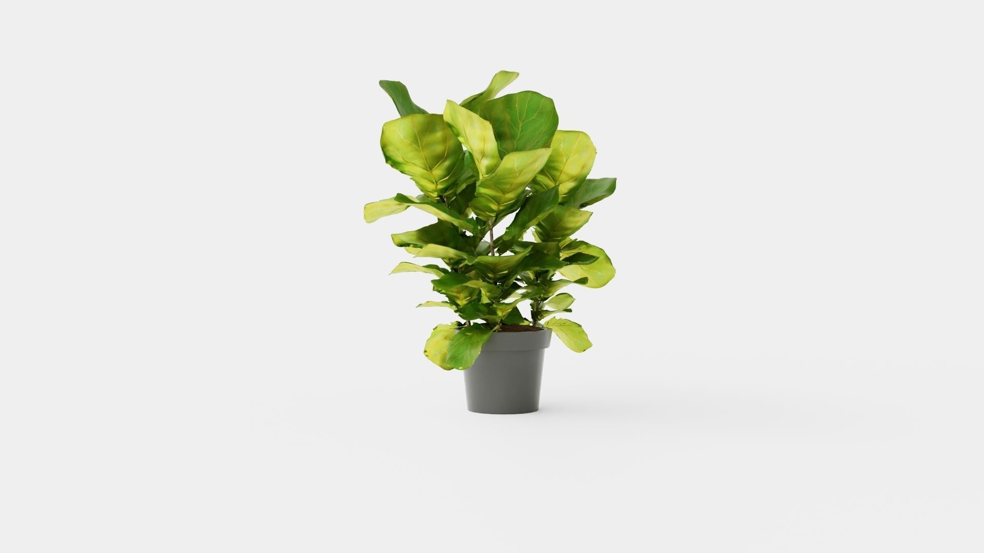 Ficus lyrate Low-poly 3D model_2