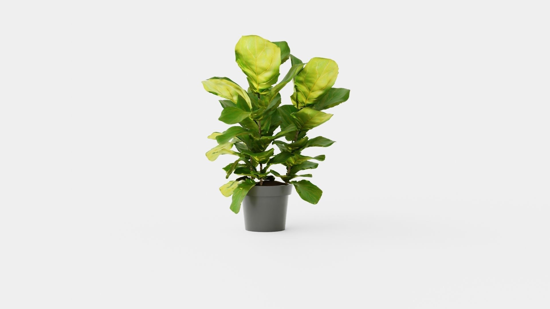 Ficus lyrate Low-poly 3D model_4