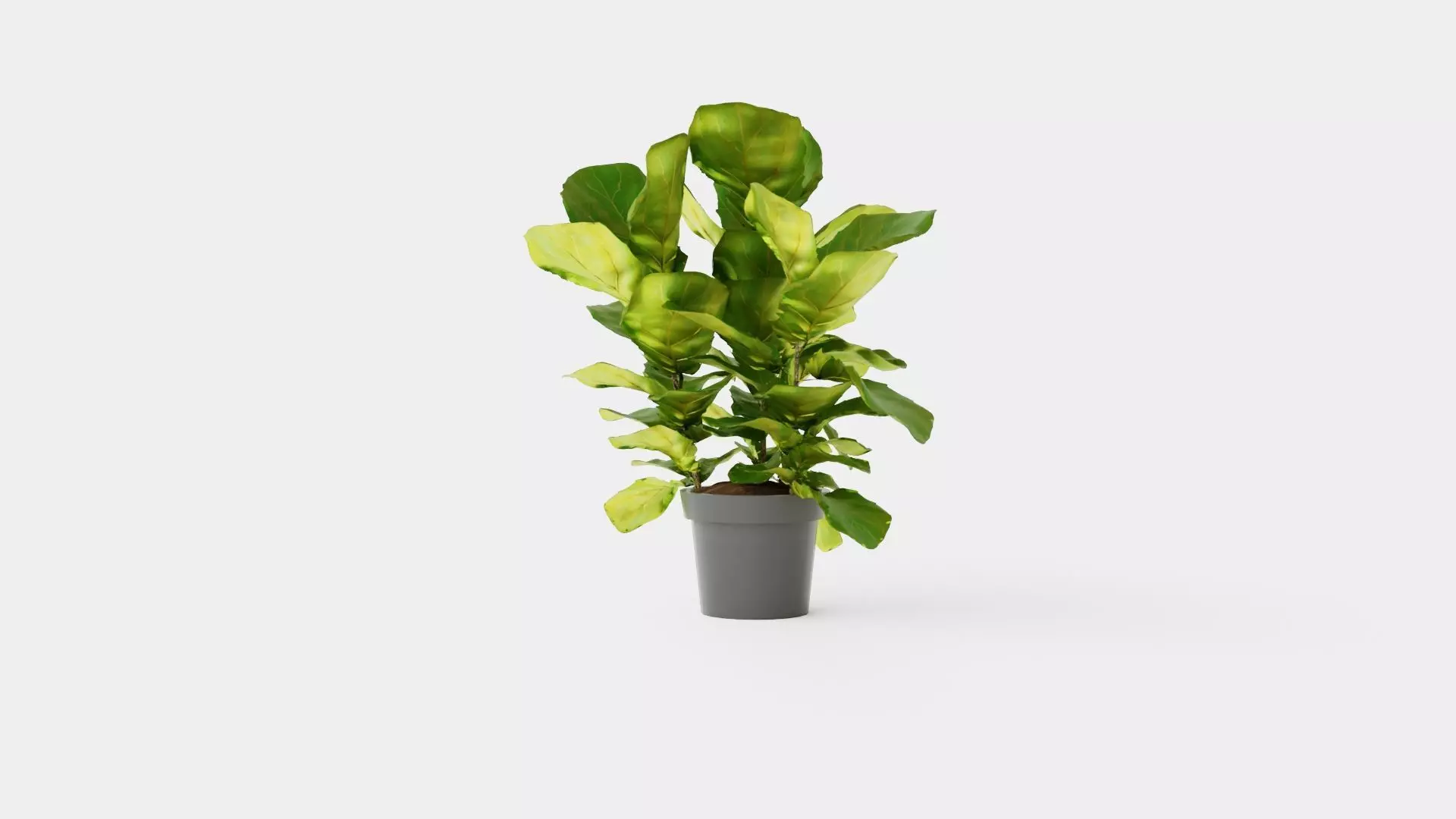 Ficus lyrate Low-poly 3D model_0