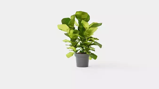 Ficus lyrate Low-poly 3D model
