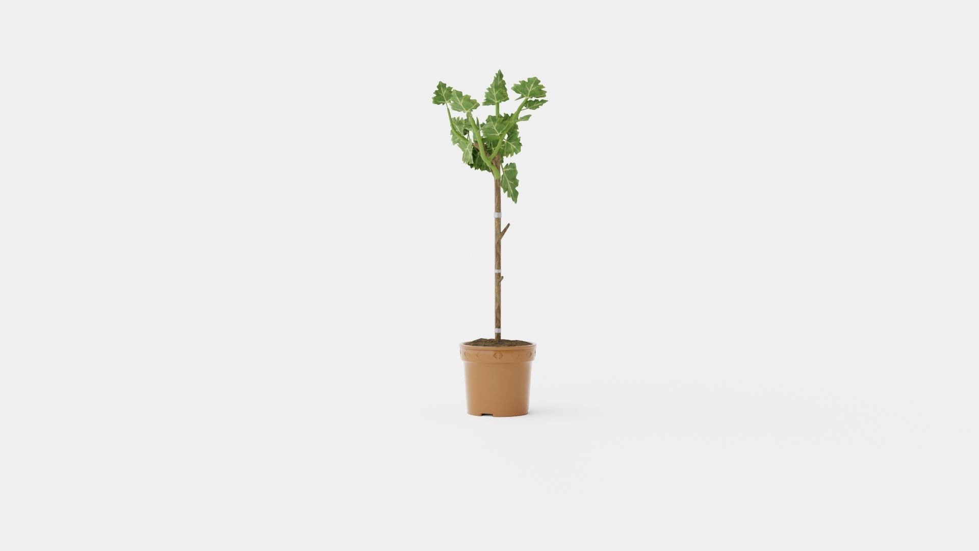 Ficus carica stem Low-poly 3D model_2