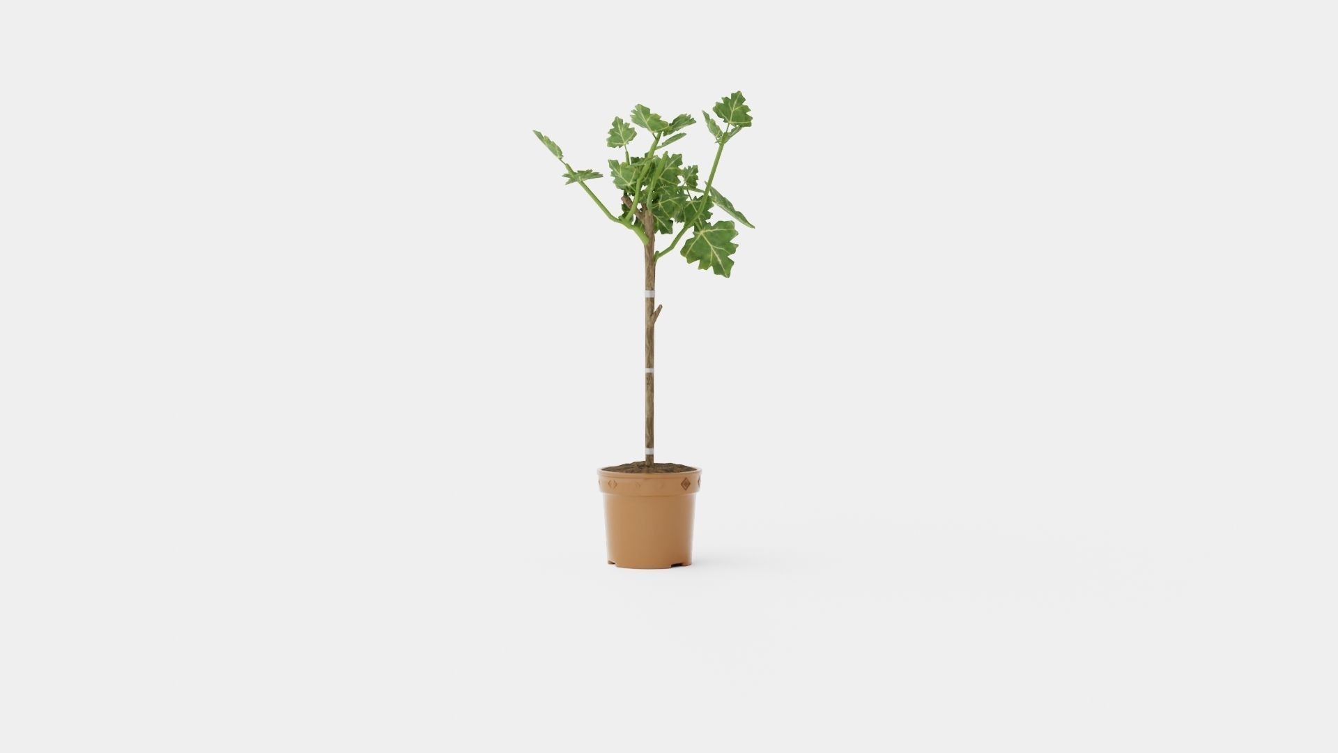 Ficus carica stem Low-poly 3D model_1