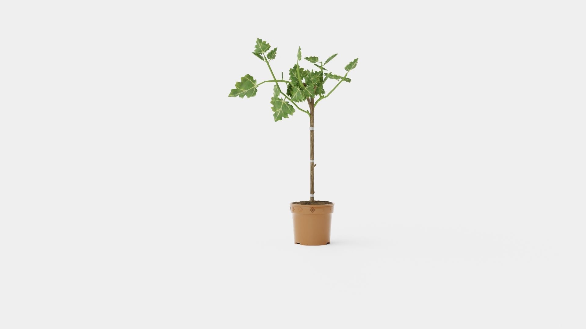 Ficus carica stem Low-poly 3D model_4
