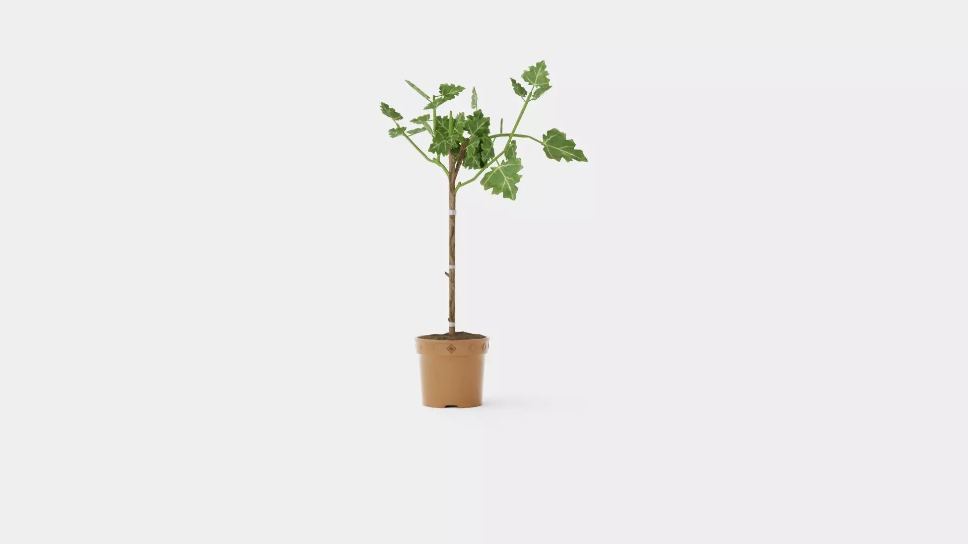Ficus carica stem Low-poly 3D model_0