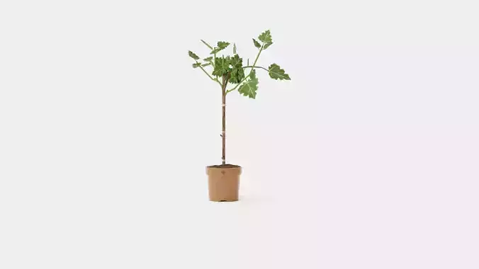 Ficus carica stem Low-poly 3D model