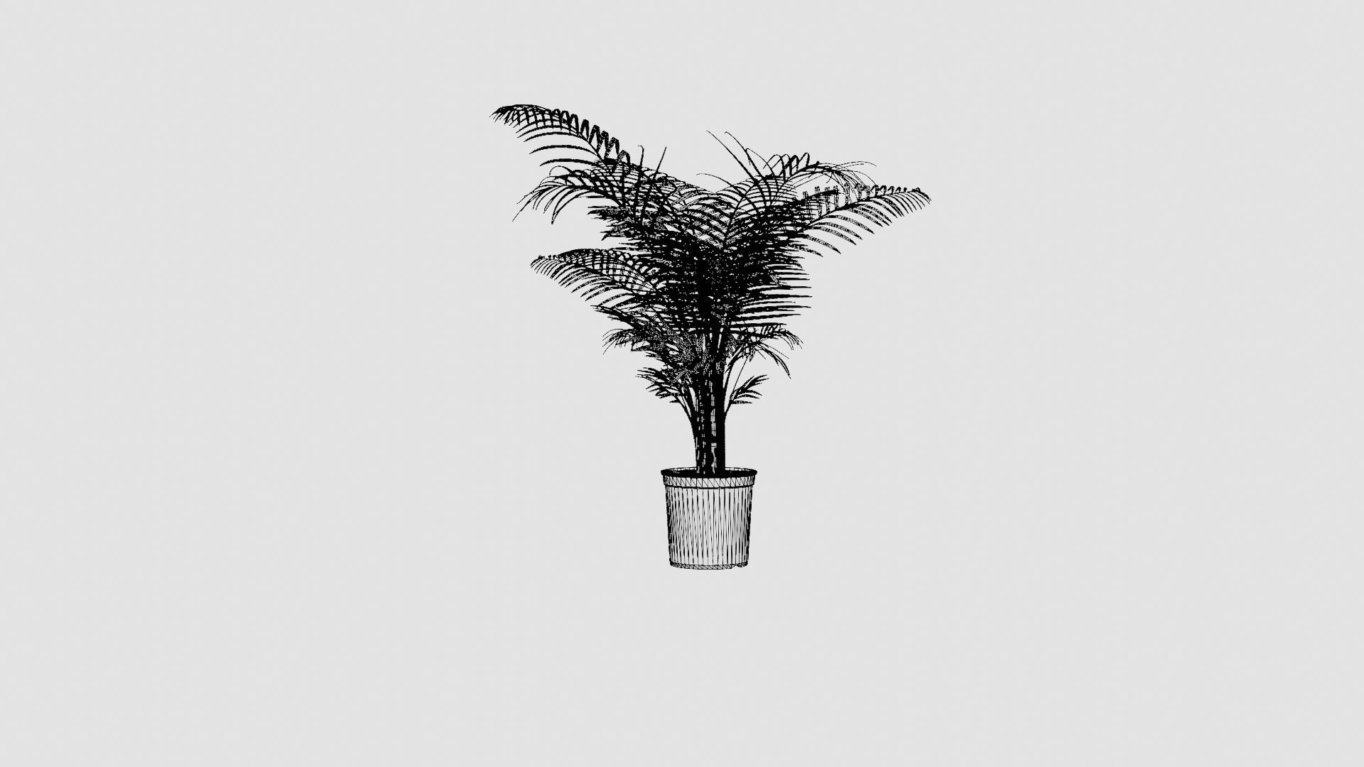 Dypsis lutescens Low-poly 3D model_7