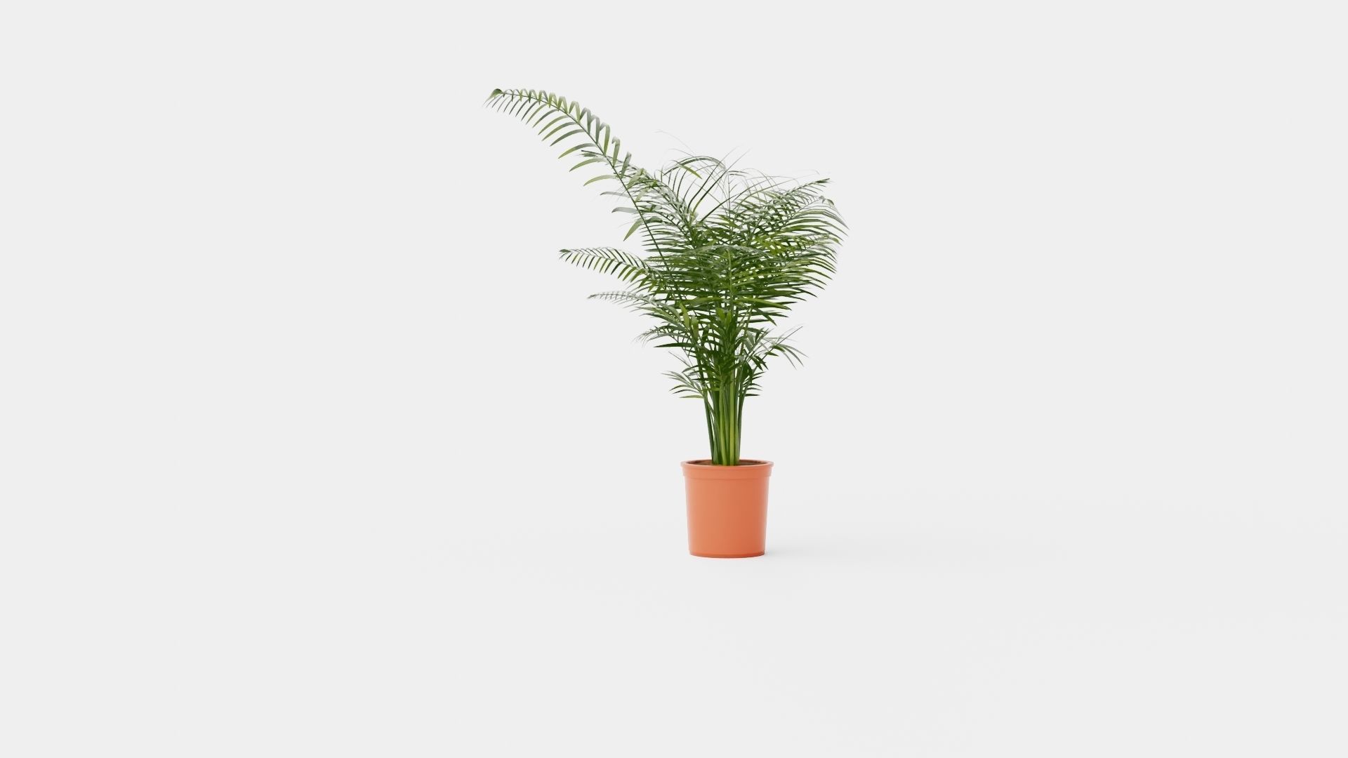 Dypsis lutescens Low-poly 3D model_2
