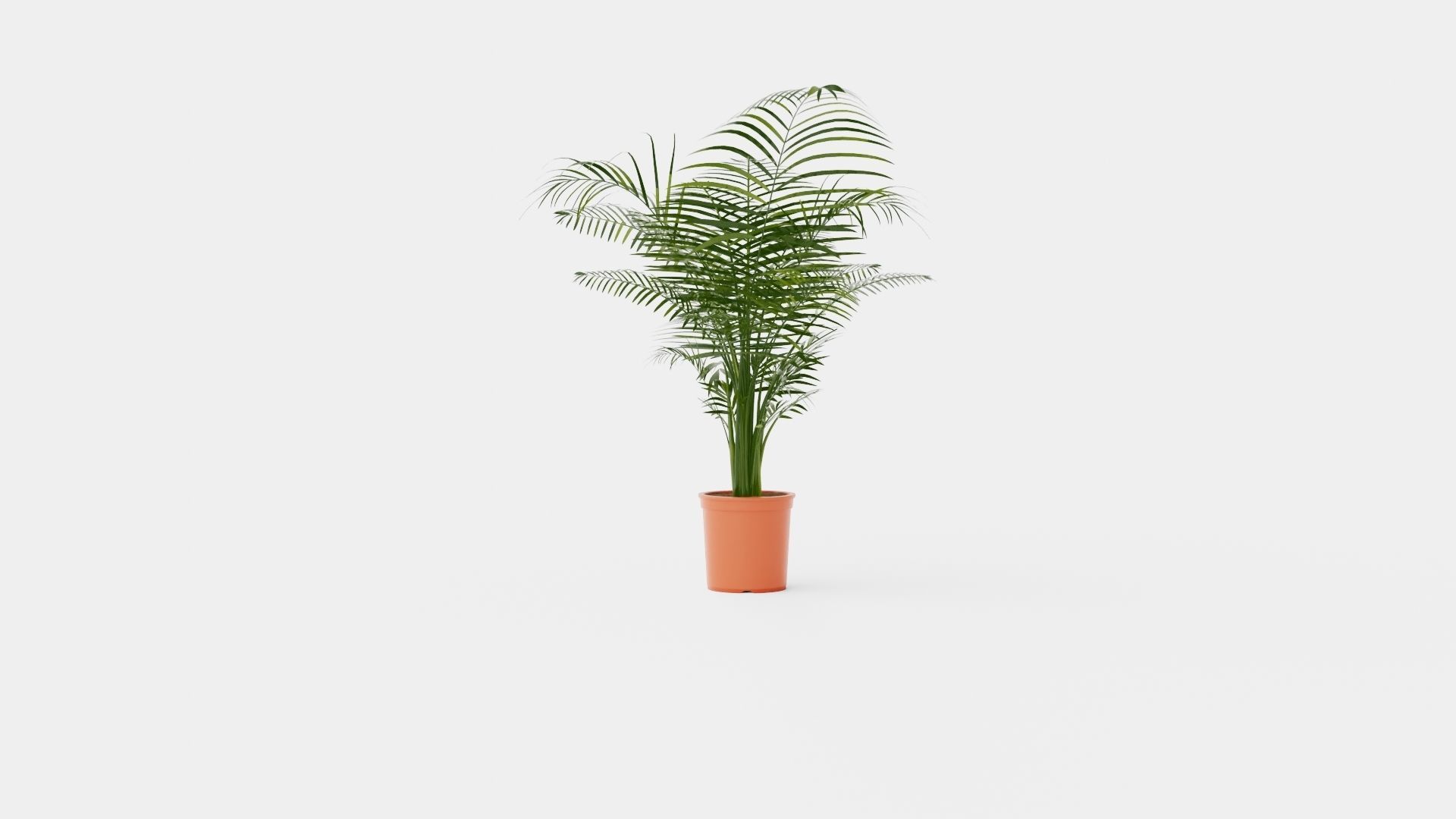 Dypsis lutescens Low-poly 3D model_4
