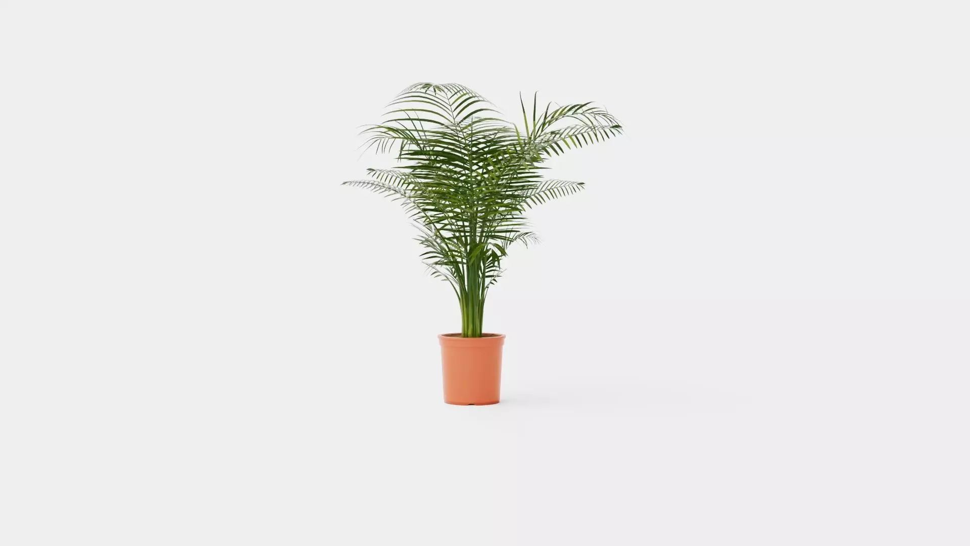 Dypsis lutescens Low-poly 3D model_0