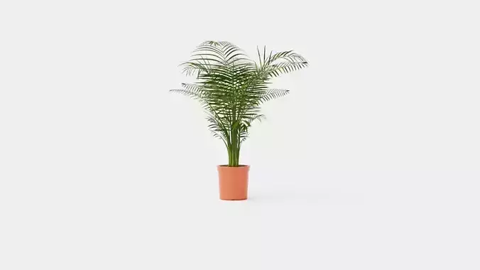Dypsis lutescens Low-poly 3D model