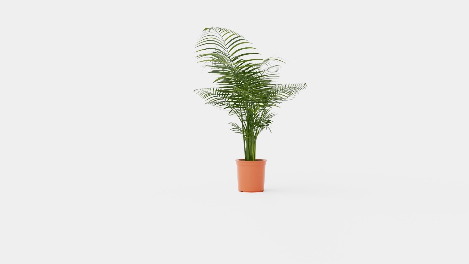 Dypsis lutescens Low-poly 3D model_3