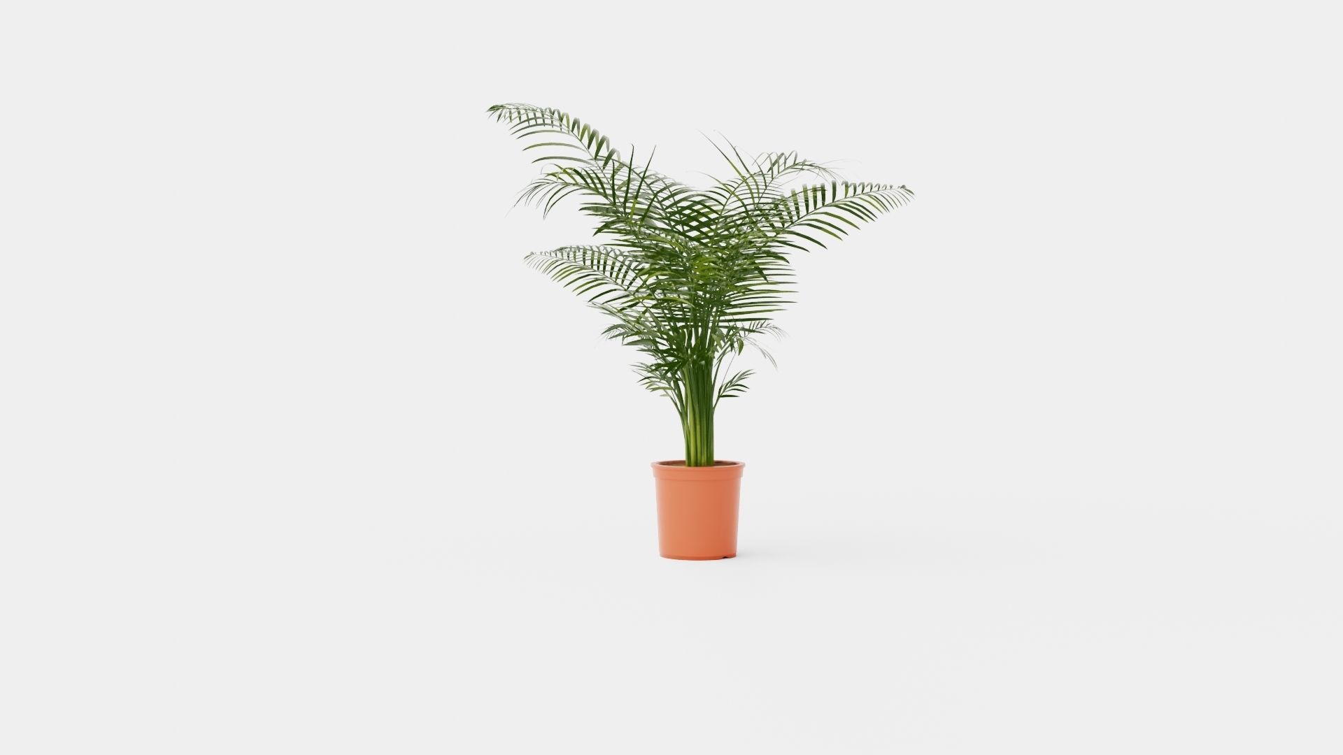 Dypsis lutescens Low-poly 3D model_1