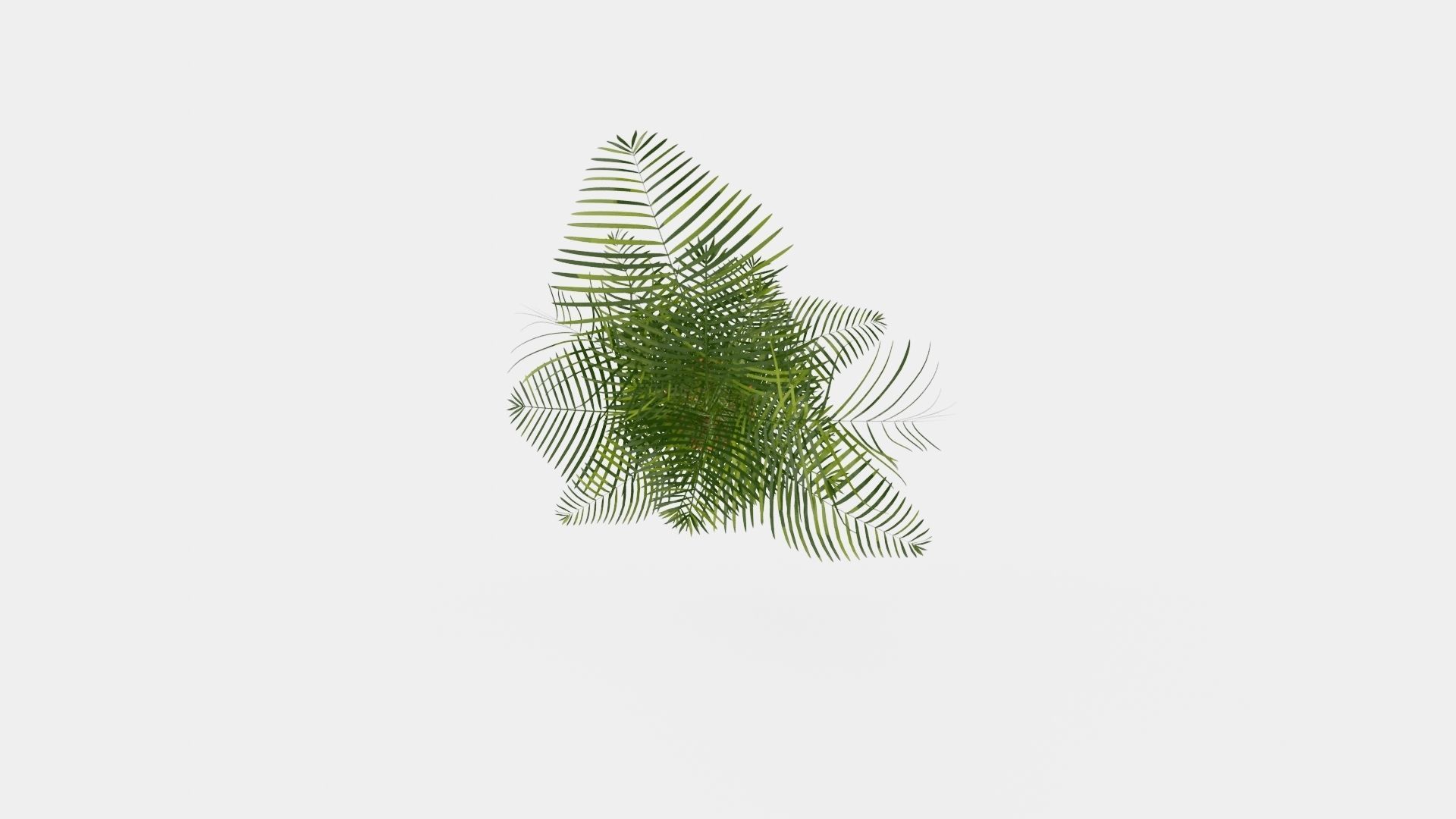 Dypsis lutescens Low-poly 3D model_5