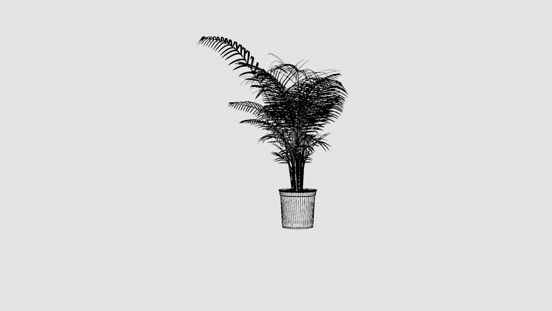 Dypsis lutescens Low-poly 3D model_8