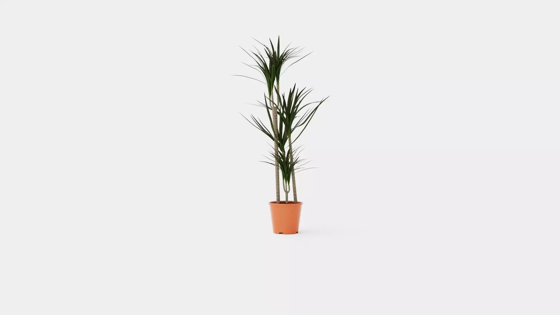 Dracaena marg 3 stem Low-poly 3D model_0