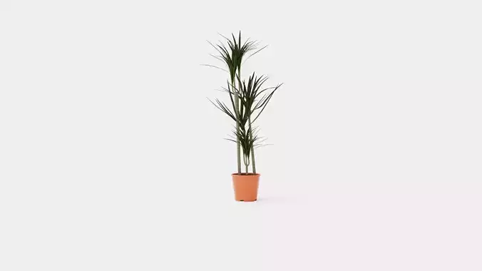 Dracaena marg 3 stem Low-poly 3D model