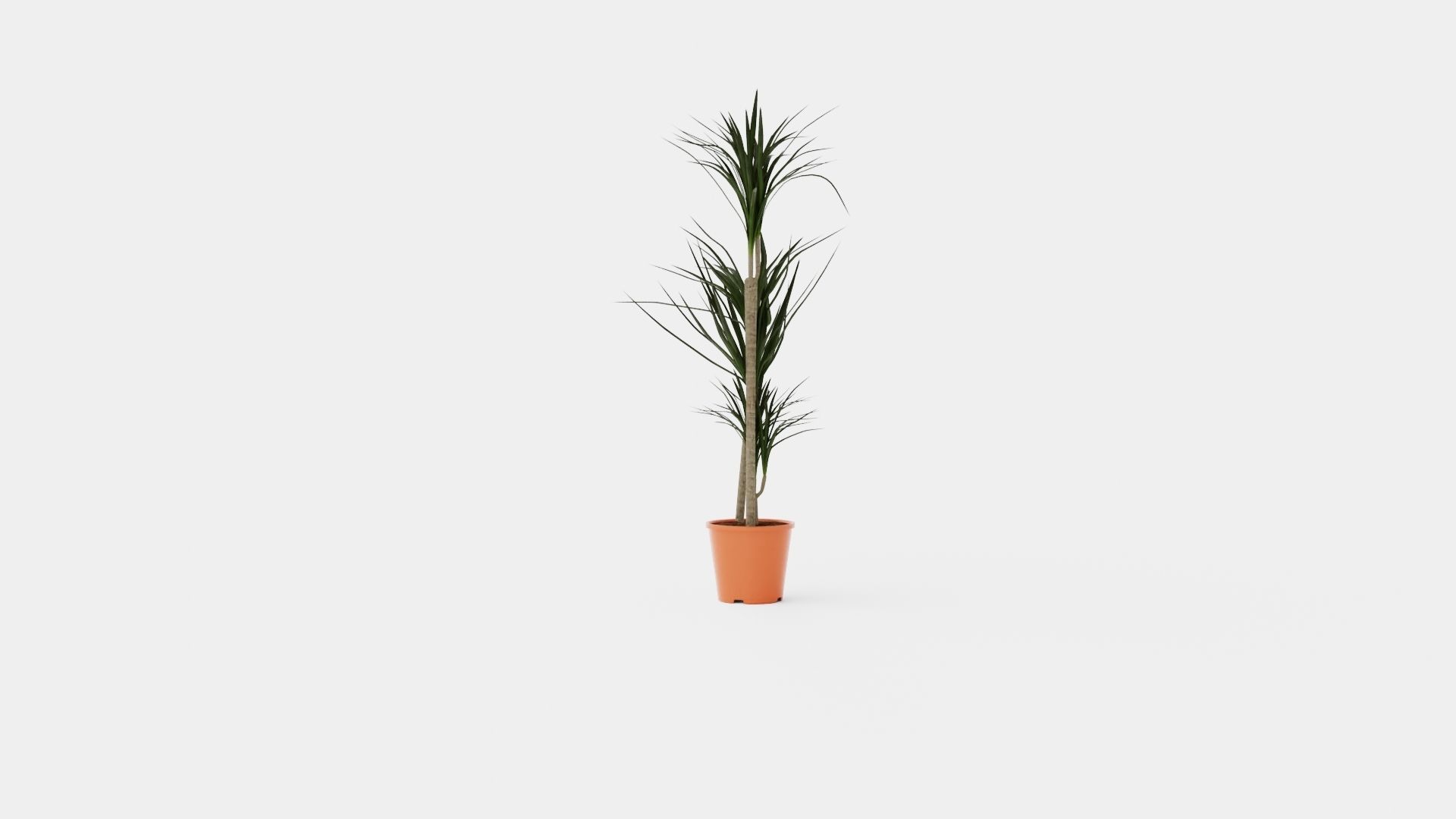Dracaena marg 3 stem Low-poly 3D model_2