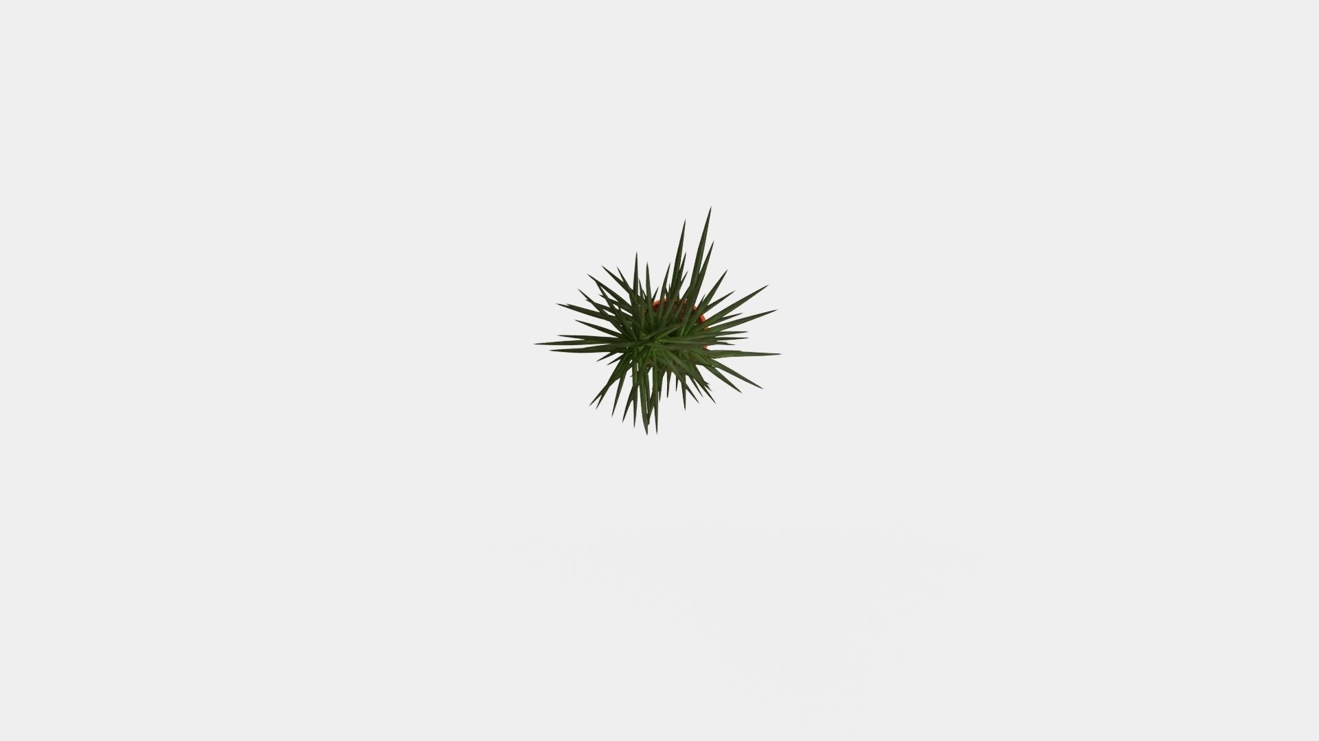 Dracaena marg 3 stem Low-poly 3D model_5