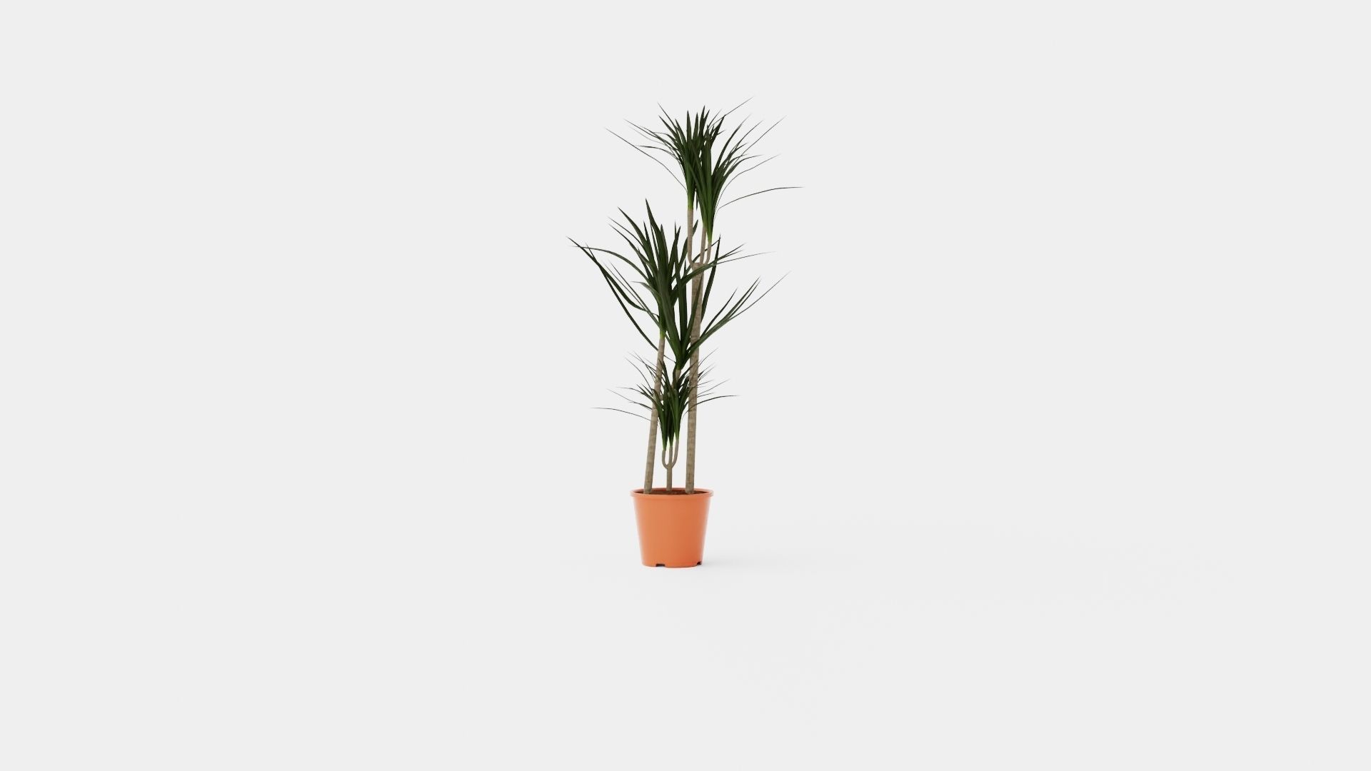 Dracaena marg 3 stem Low-poly 3D model_4