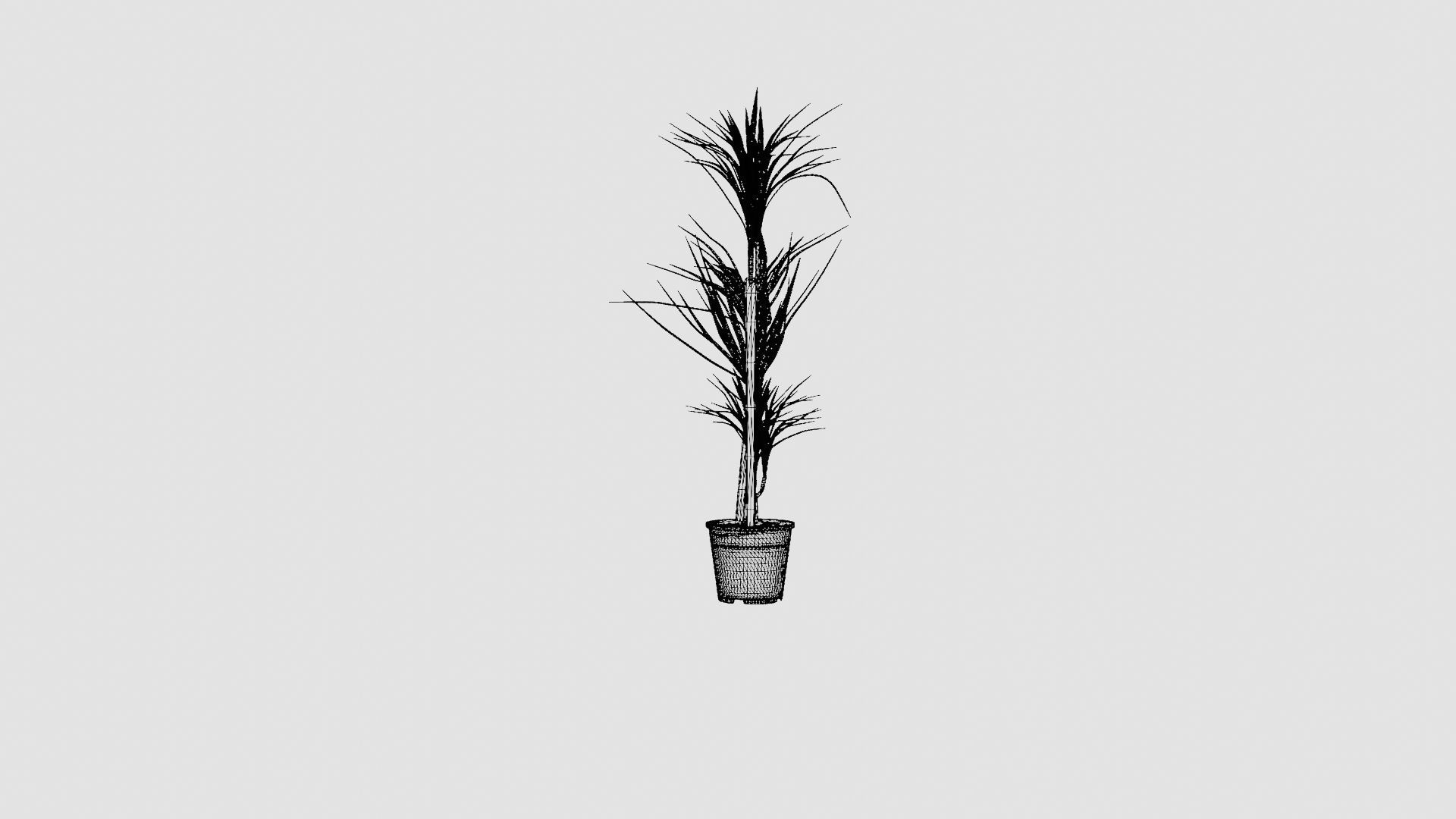 Dracaena marg 3 stem Low-poly 3D model_8