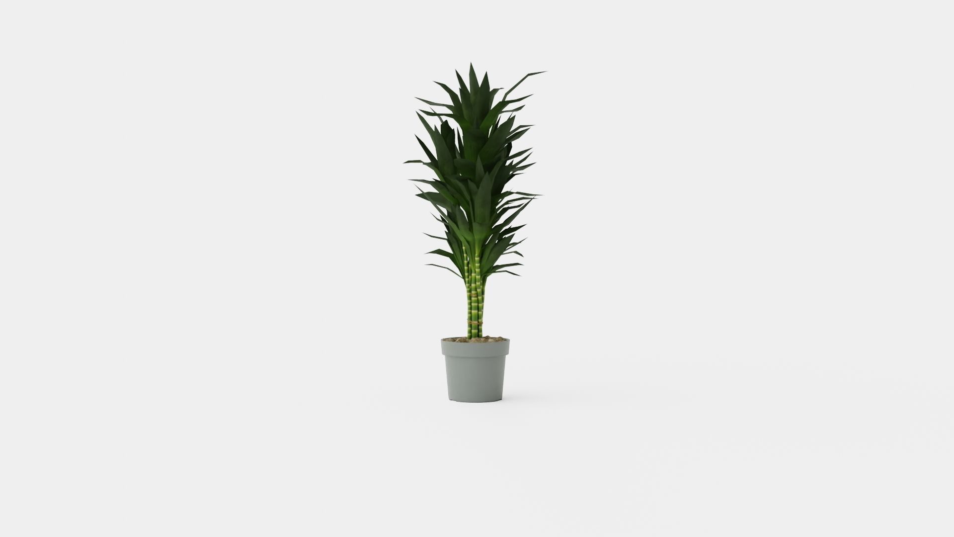 Dracaena Janet Lind Low-poly 3D model_4
