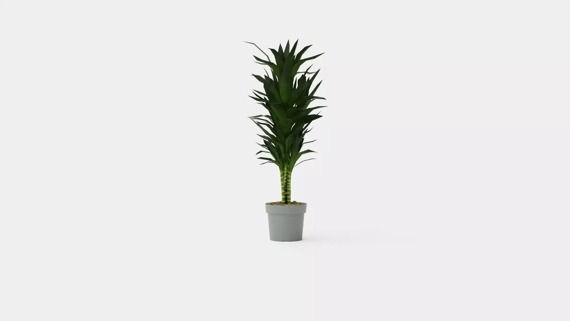 Dracaena Janet Lind Low-poly 3D model_0