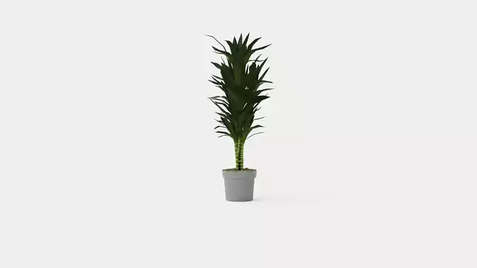 Dracaena Janet Lind Low-poly 3D model
